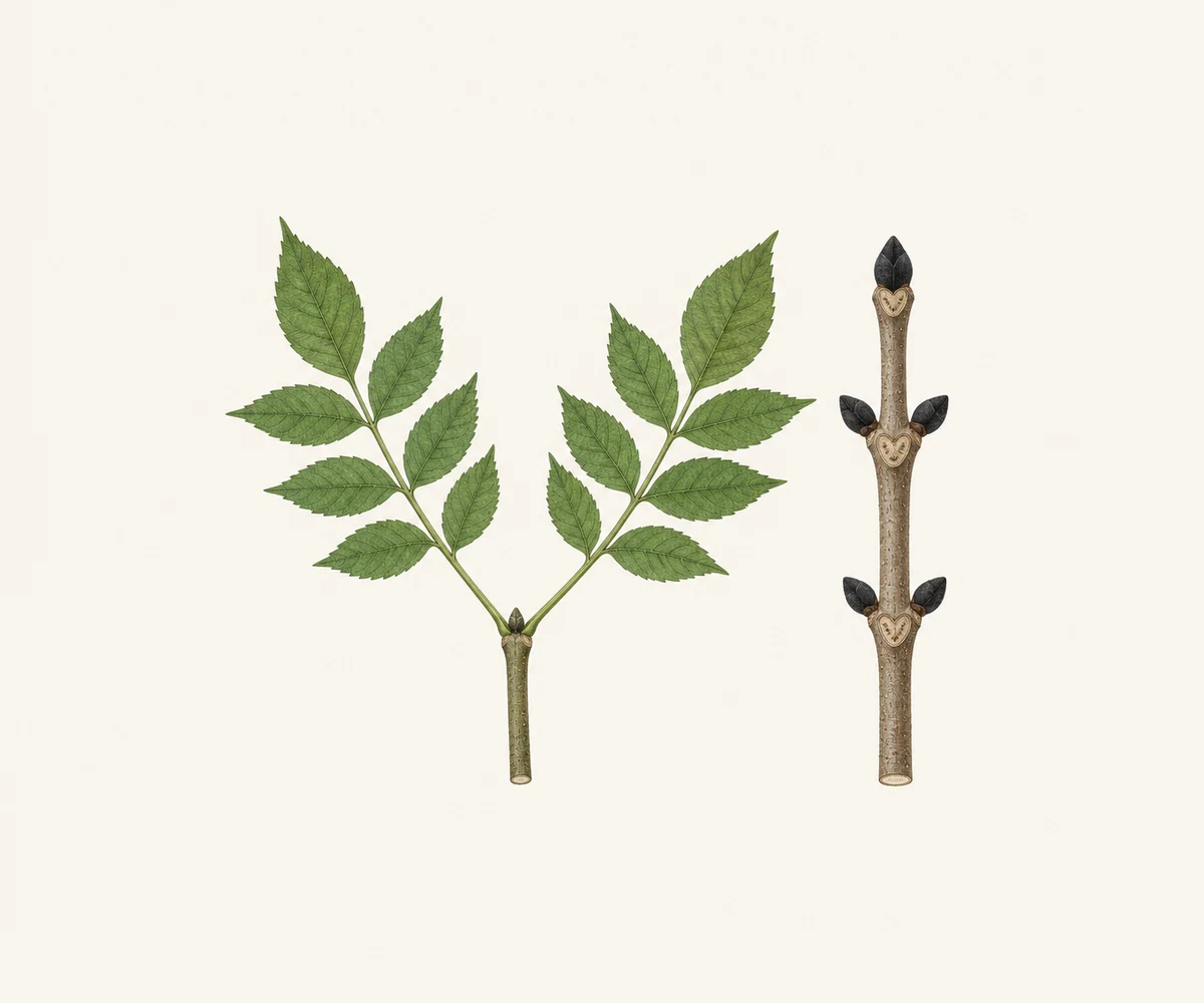 Fraxinus excelsior: Feuilles composées opposées en saison feuillue; bourgeons noirs opposés sur un rameau hivernal séparé.