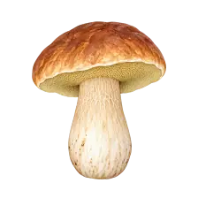 Maletg dal guid per Fungo bordolese