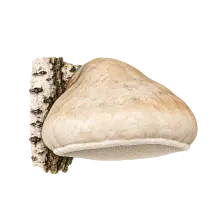 Maletg dal guid per Fomitopsis betulina