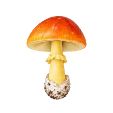Maletg dal guid per Cesare Amanita