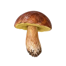 تصویر راهنما برای بولتوس خلیج