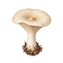 Maletg dal guid per Clitocybe geotropica