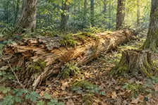 Bois mort feuillu, souche et tronc couché ou mourant