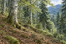 Forêt montagnarde mixte à hêtres et épicéas