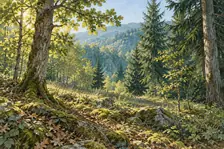 Lisière de forêt mixte