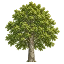Érable sycomore