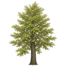 Charme-houblon