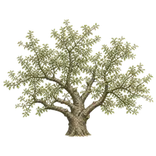 درخت سیب قدیمی باغ