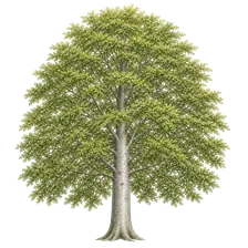 راش