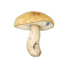 Image du guide pour Bolet bleuissant