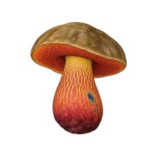 Image du guide pour Bolet blafard