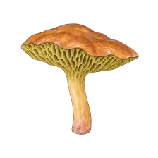 Image du guide pour Bolet des bouviers