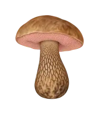 Image du guide pour Bolet amer